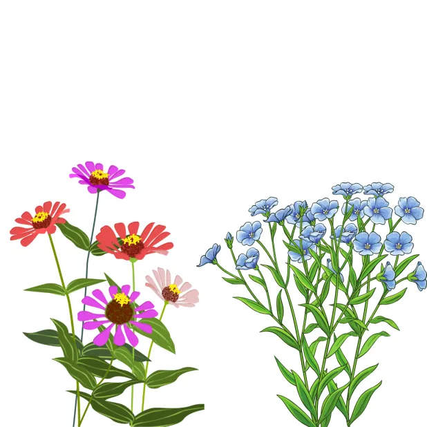 Zinnia et lin