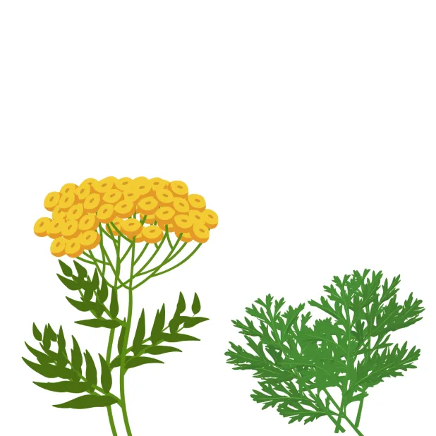 Armoise et achillée