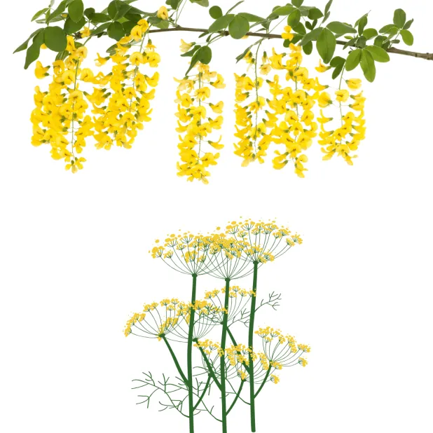 Cytise et immortelle