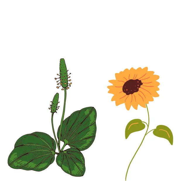 Hélianthe et plantain