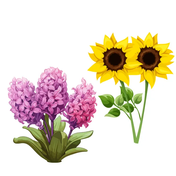 Jacinthe et tournesol