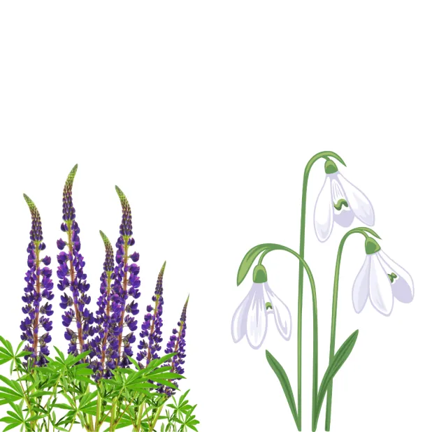 Perce-neige et lupin